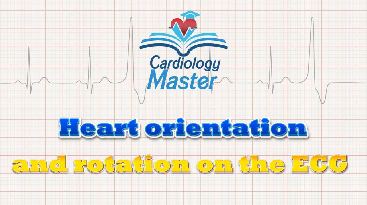 8. Heart orientation and rotation